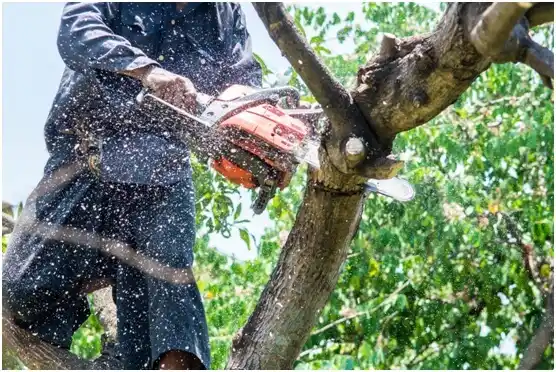 tree services Beeville